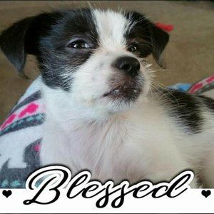 Meet your Posher, Janet